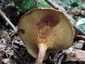 Éger-cölöpgomba (Paxillus rubicundulus), Zemplén